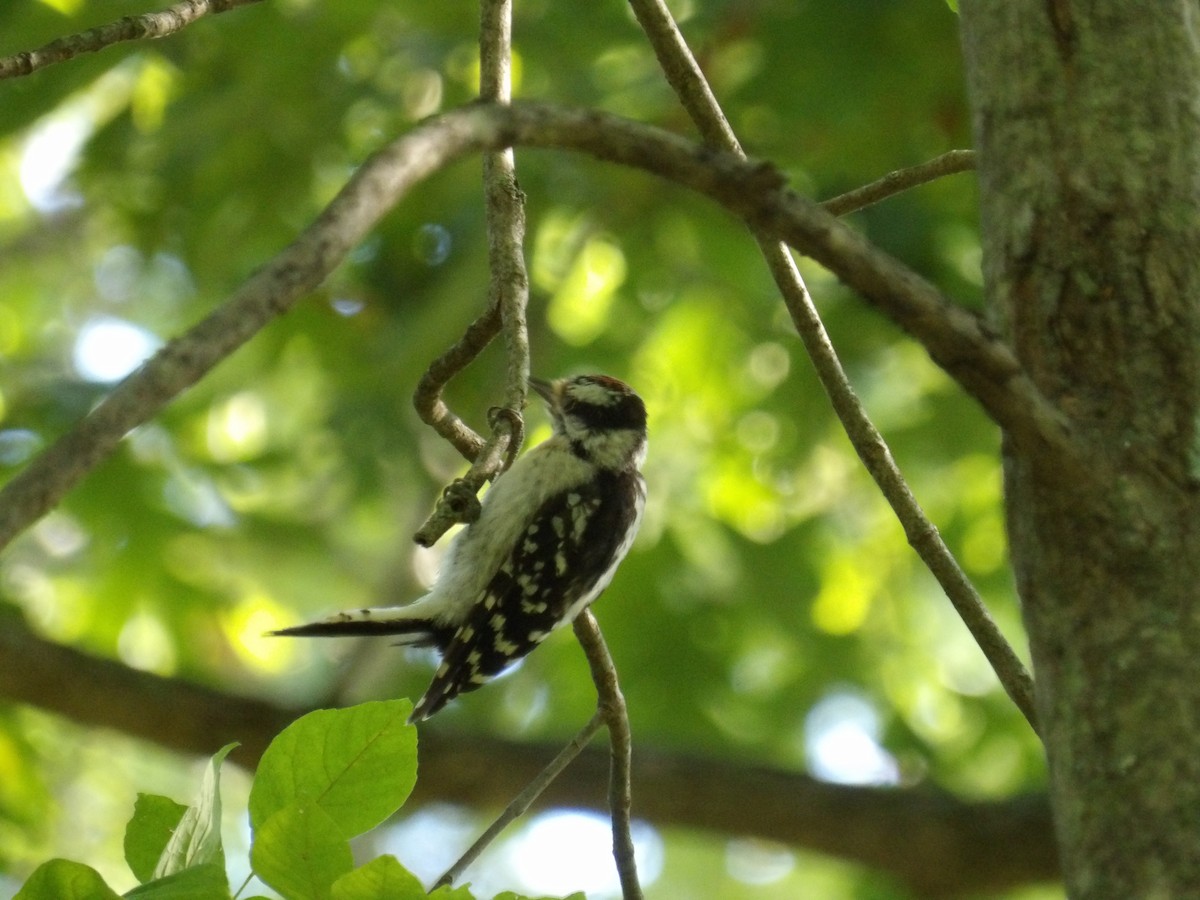 Downy Woodpecker - ML641290833