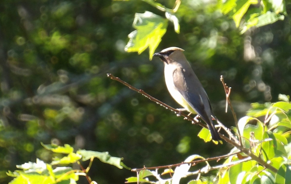 Cedar Waxwing - ML641290836