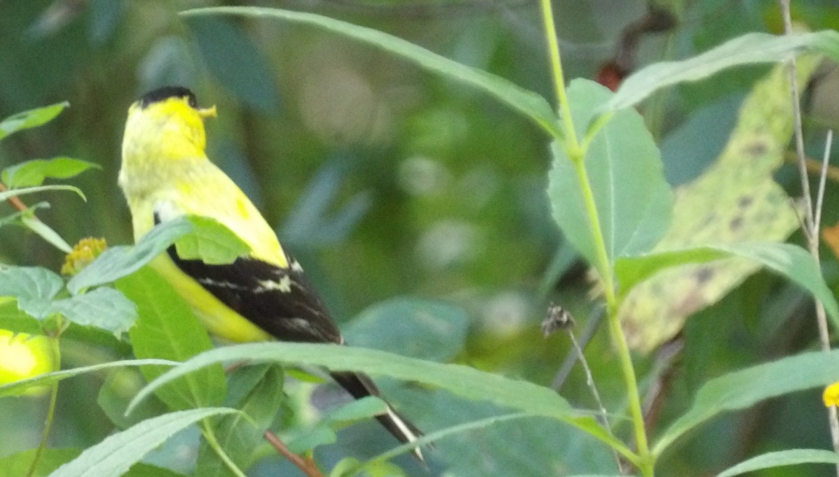 American Goldfinch - ML641290837