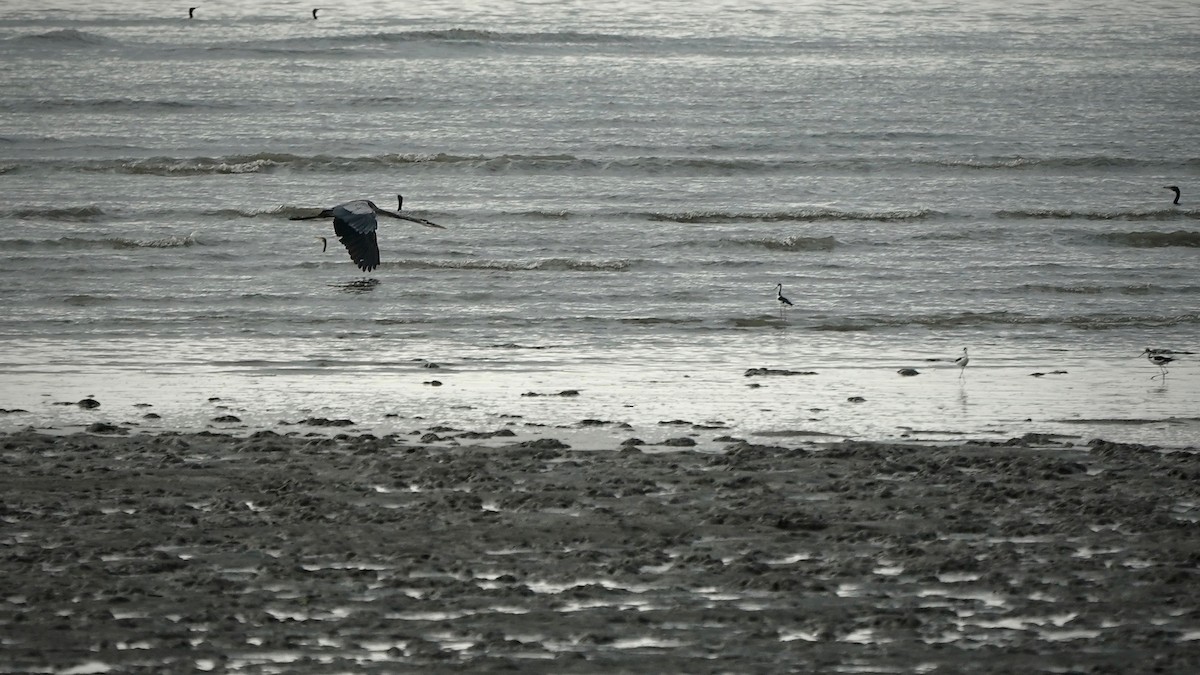 Cocoi Heron - ML641290839