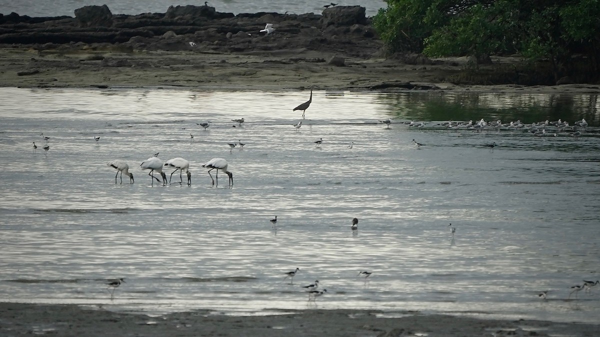Cocoi Heron - ML641290842
