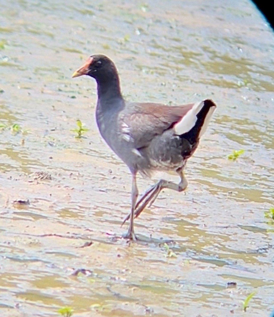Common Gallinule - ML641290843