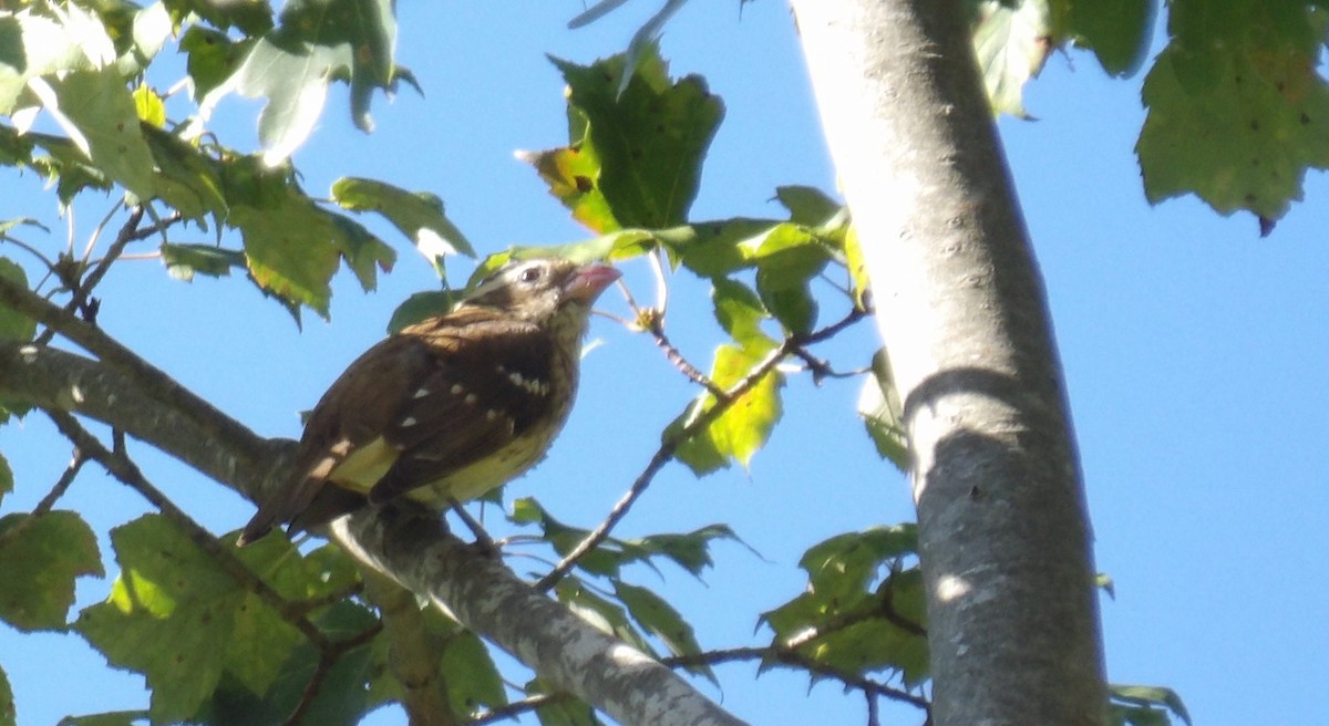 Rose-breasted Grosbeak - ML641290844