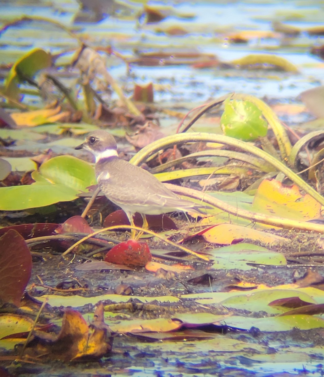 Semipalmated Plover - ML641290845
