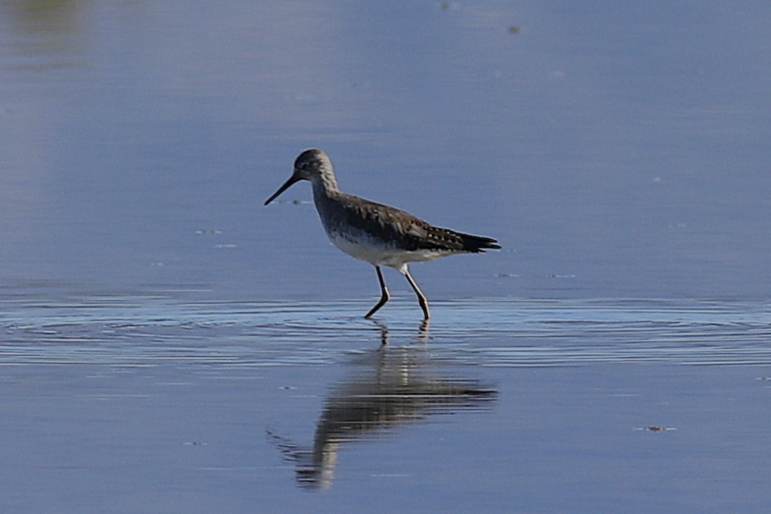 Lesser Yellowlegs - ML641290849
