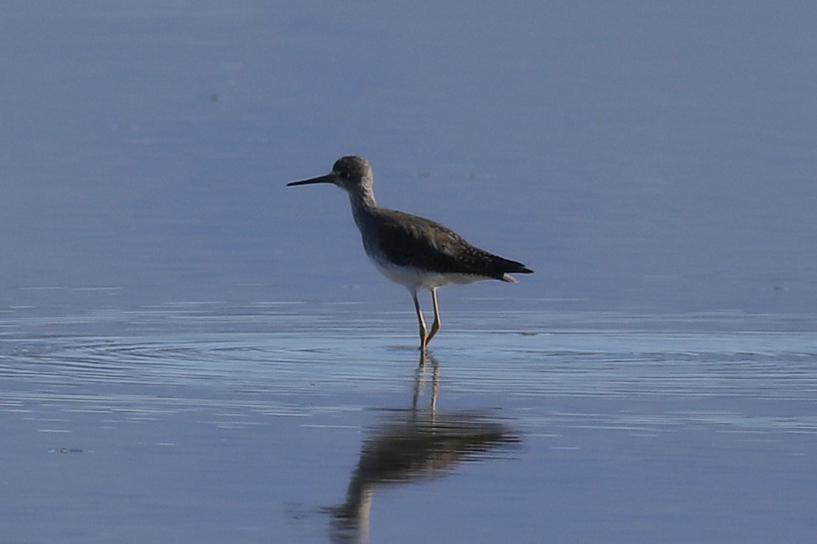 Lesser Yellowlegs - ML641290855
