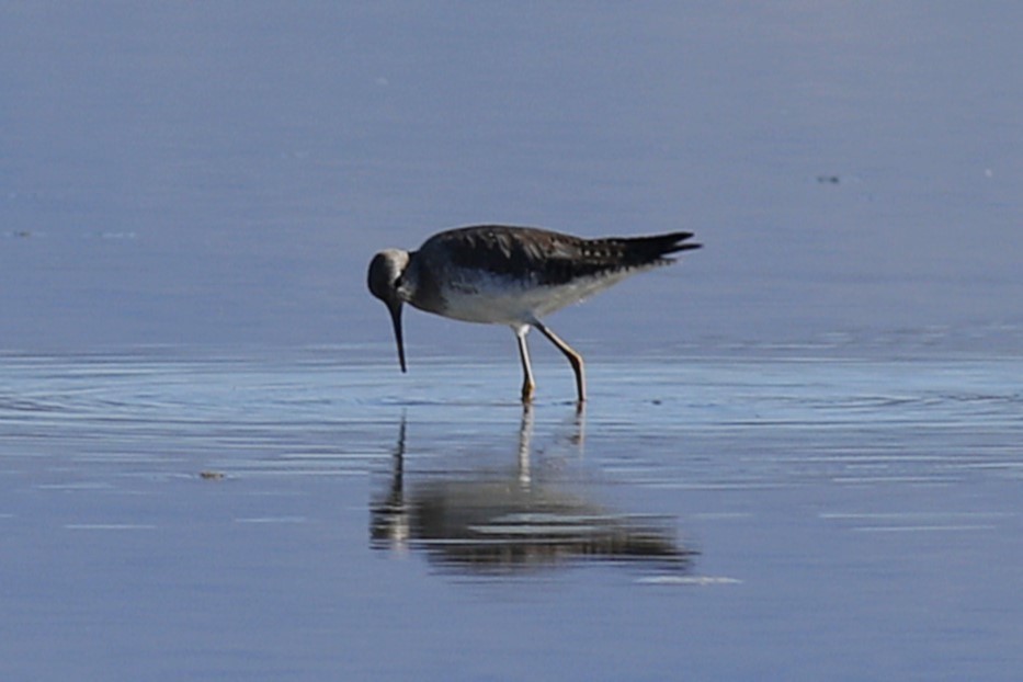 Lesser Yellowlegs - ML641290857