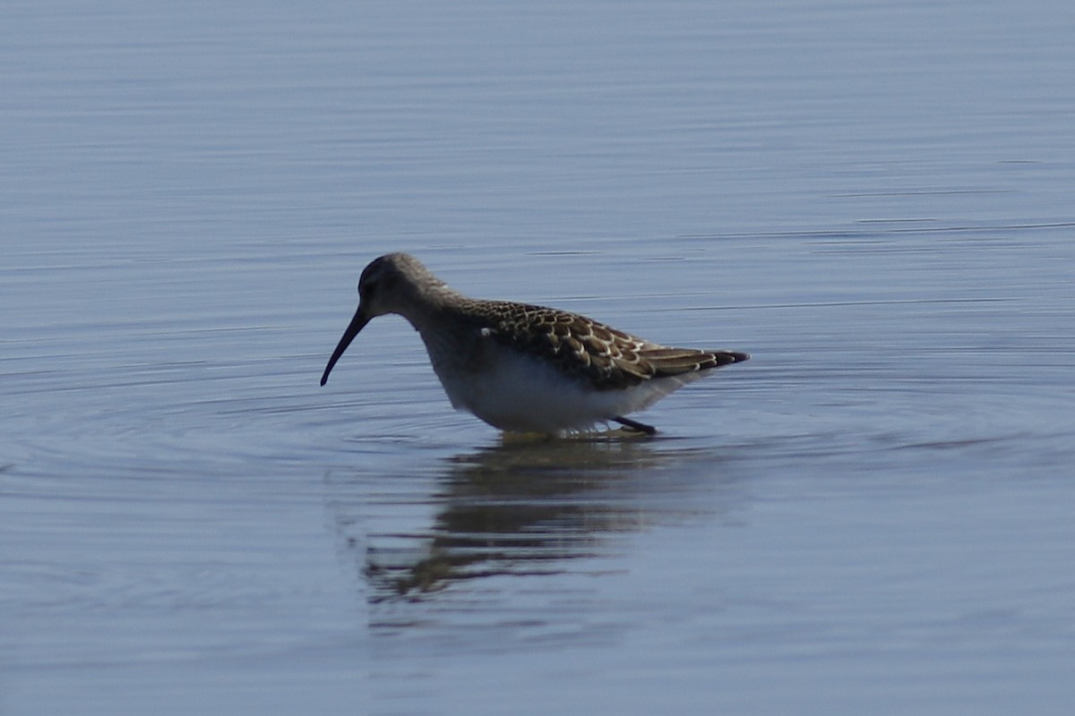 Bécasseau cocorli - ML641290860
