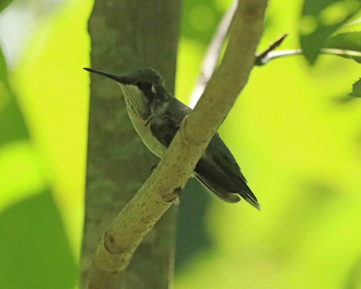 Colibri à gorge rubis - ML641290861