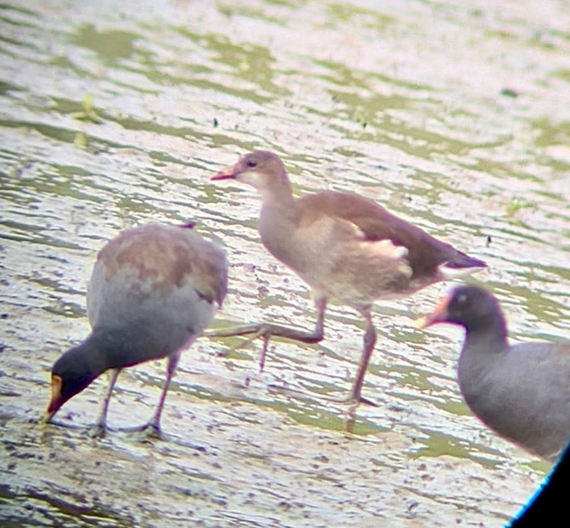 Gallinule d'Amérique - ML641290863