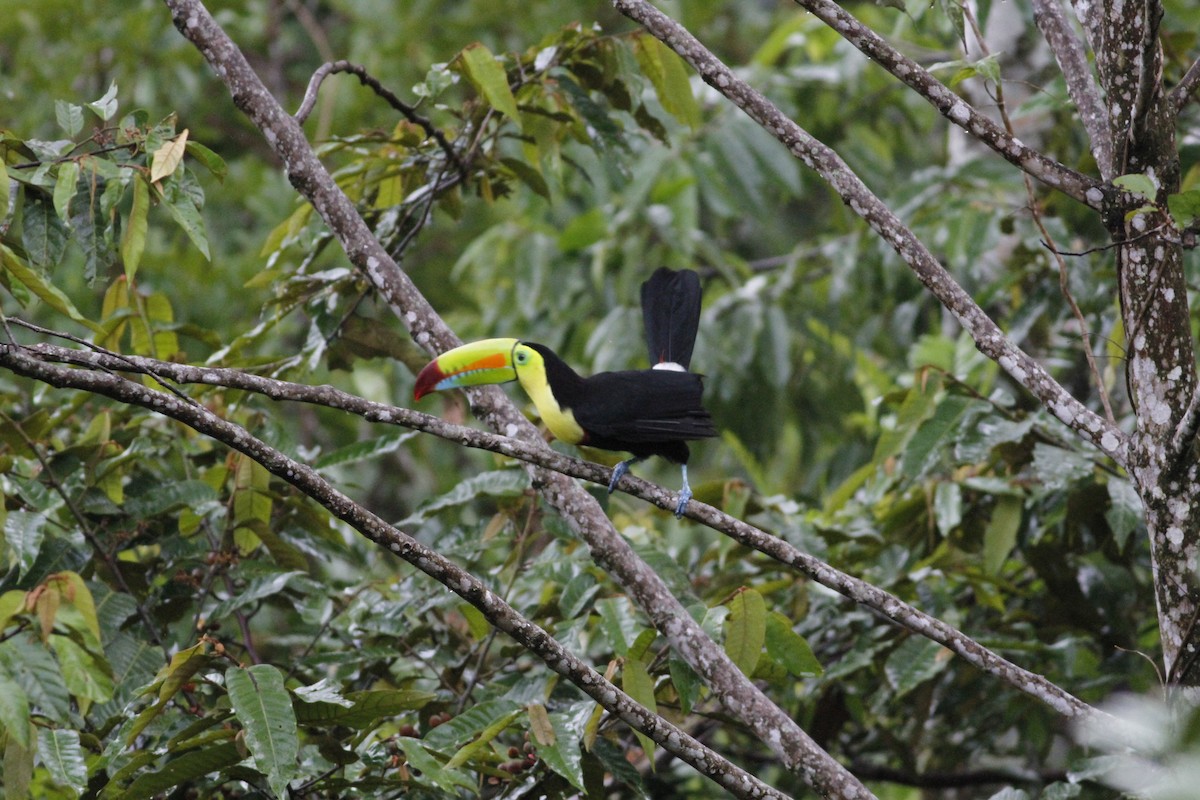 Toucan à carène - ML641290867