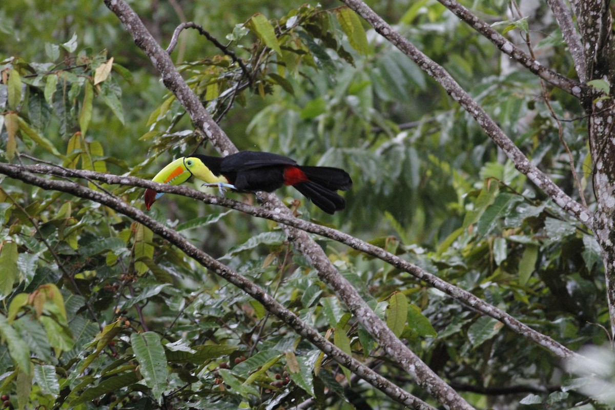 Toucan à carène - ML641290868