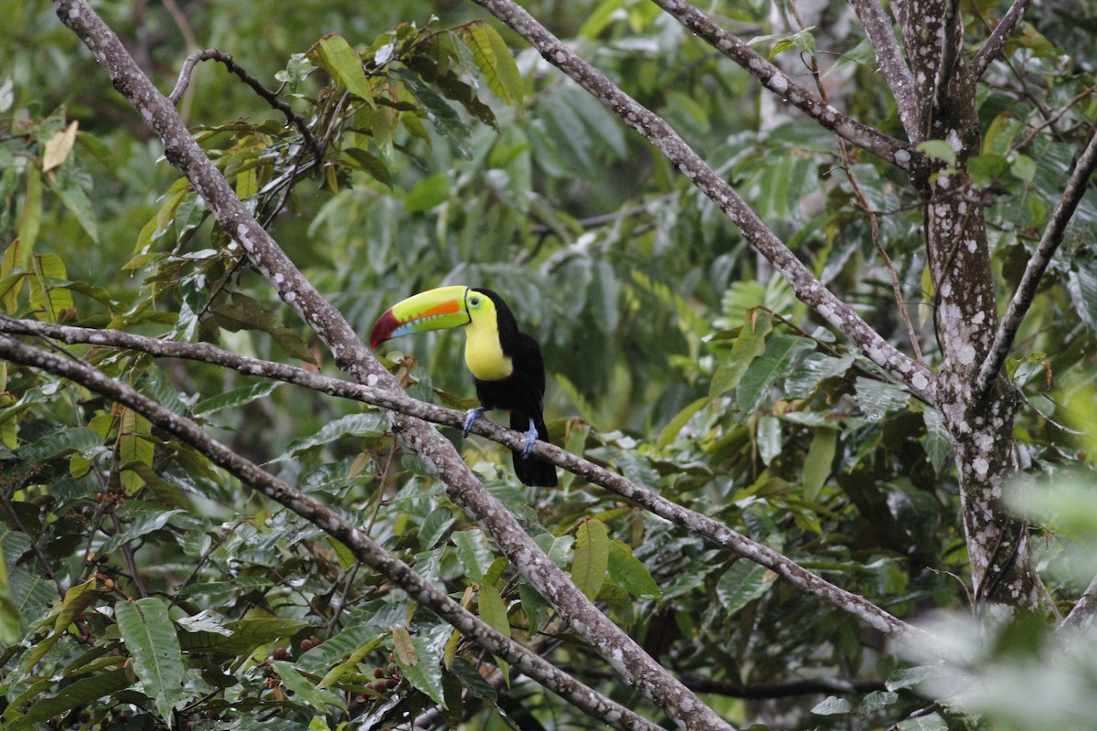 Toucan à carène - ML641290869