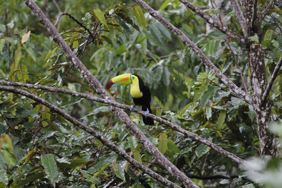 Toucan à carène - ML641290870