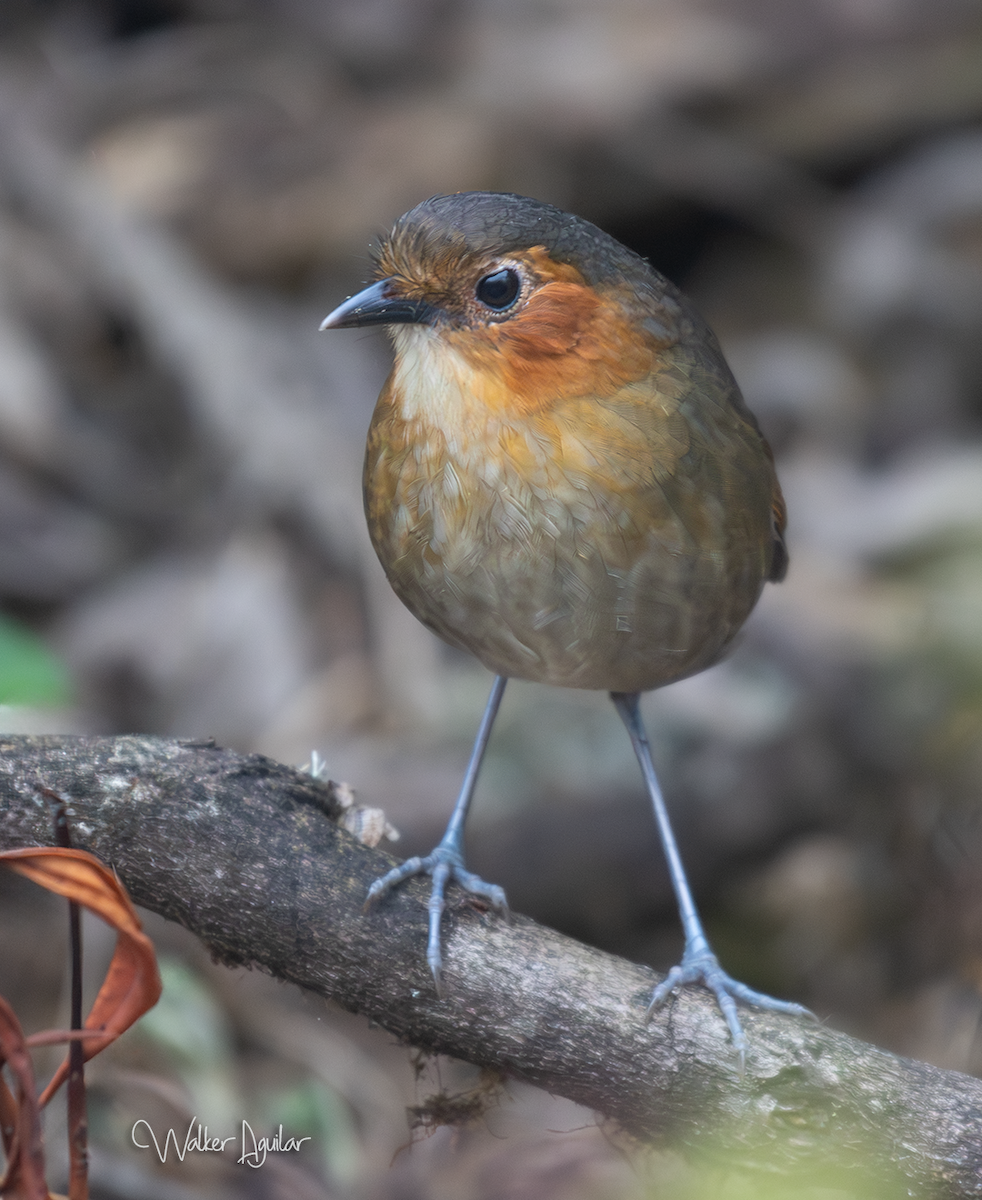 Rufous-faced Antpitta - ML641290883