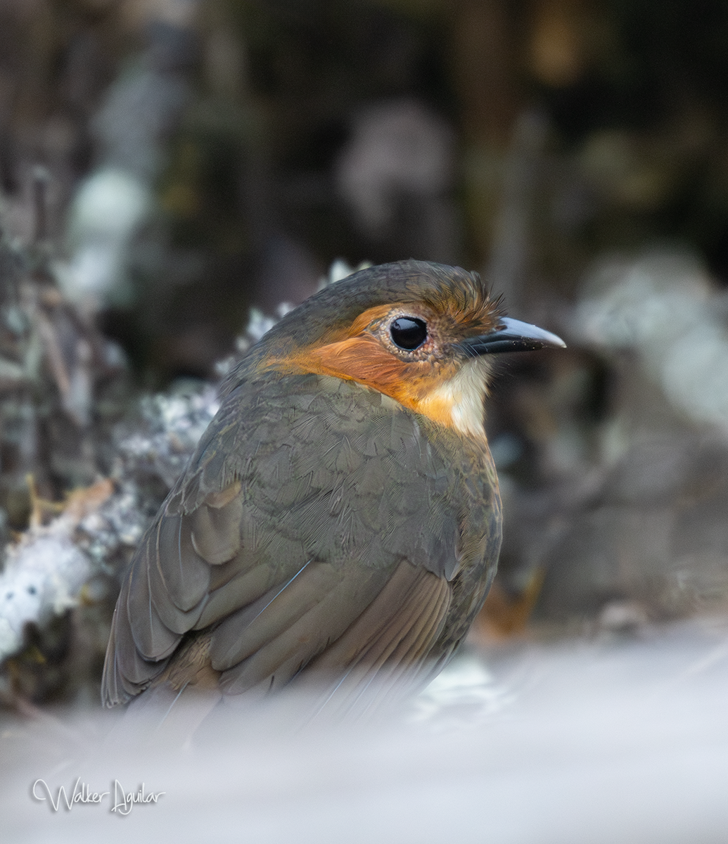 Rufous-faced Antpitta - ML641290884