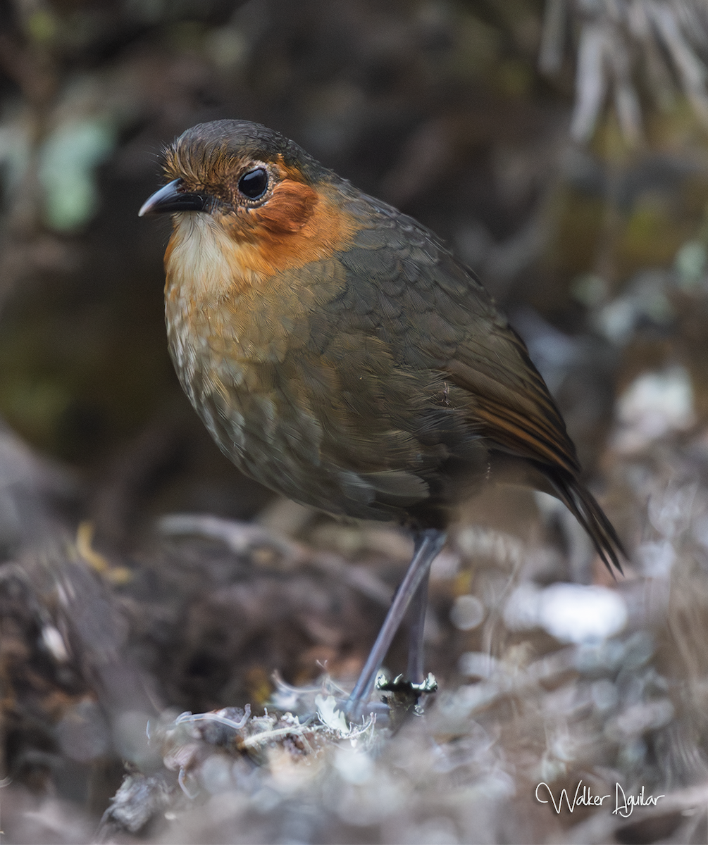Rufous-faced Antpitta - ML641290885