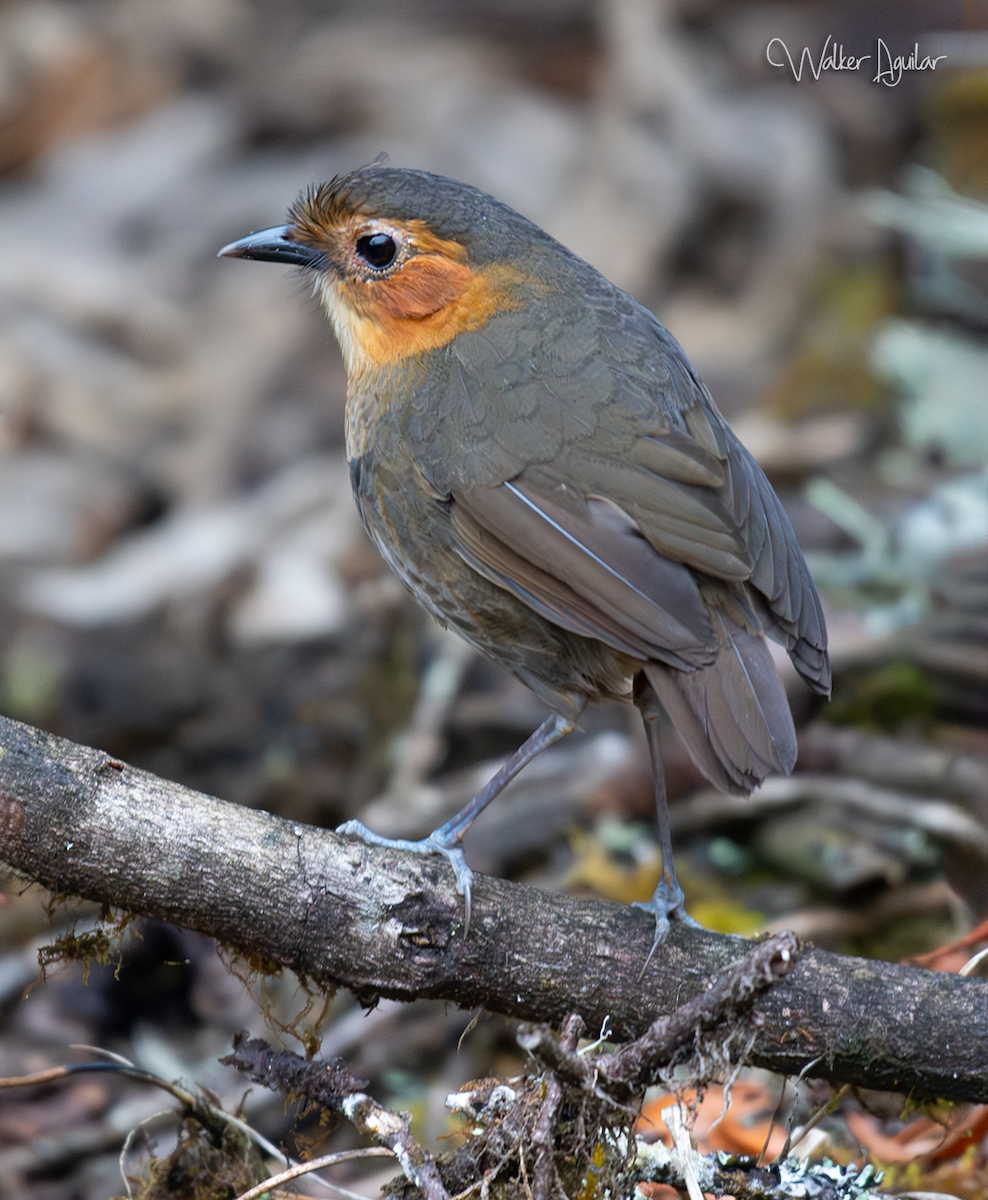 Rufous-faced Antpitta - ML641290886