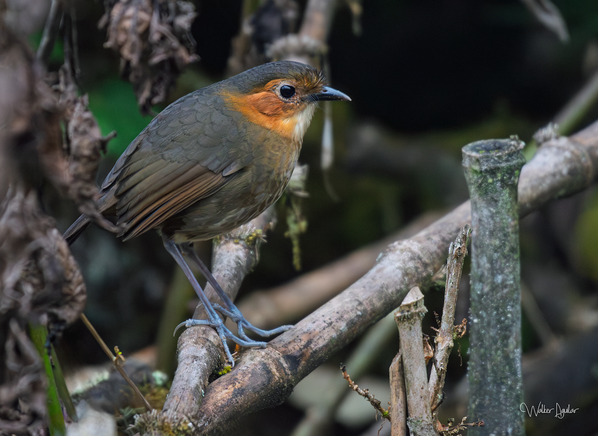 Rufous-faced Antpitta - ML641290887