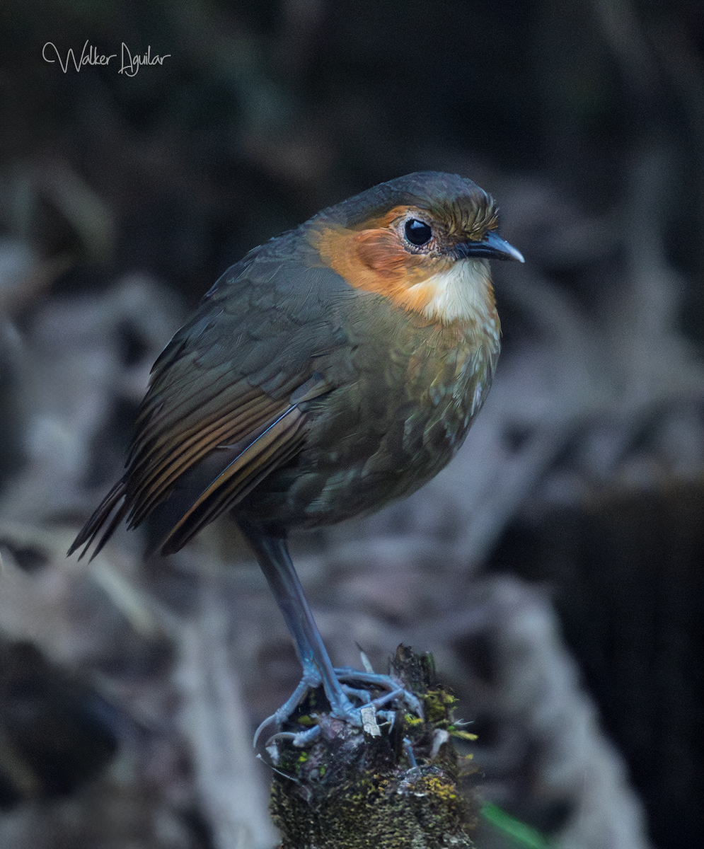 Rufous-faced Antpitta - ML641290888