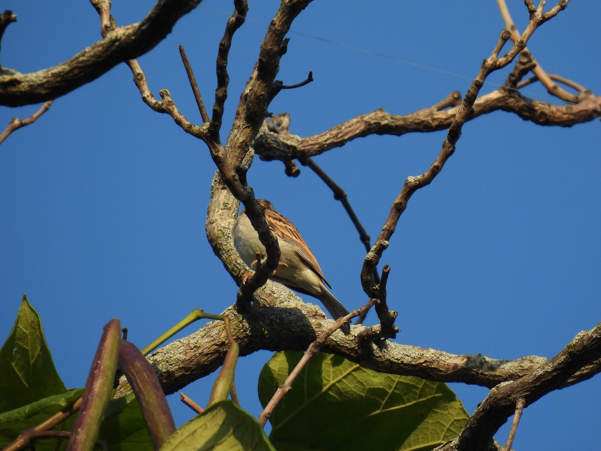 Moineau domestique - ML641290892