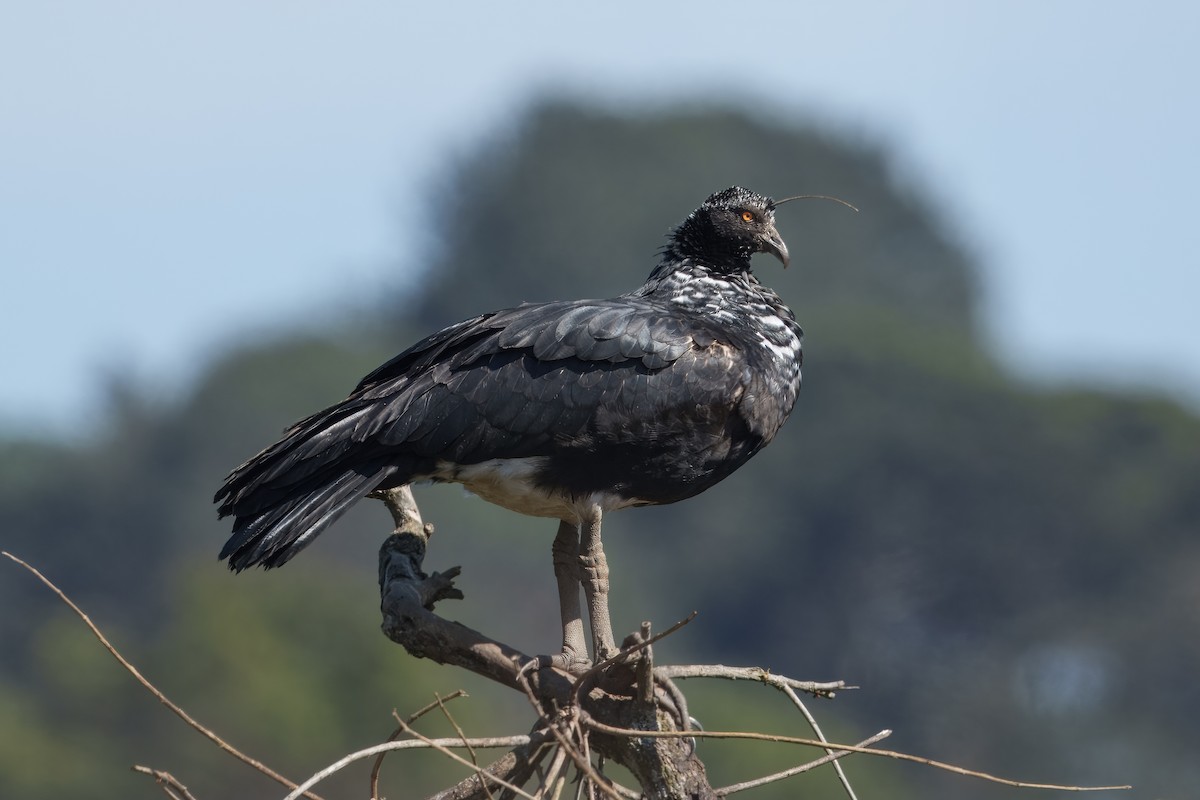 Horned Screamer - ML641290986