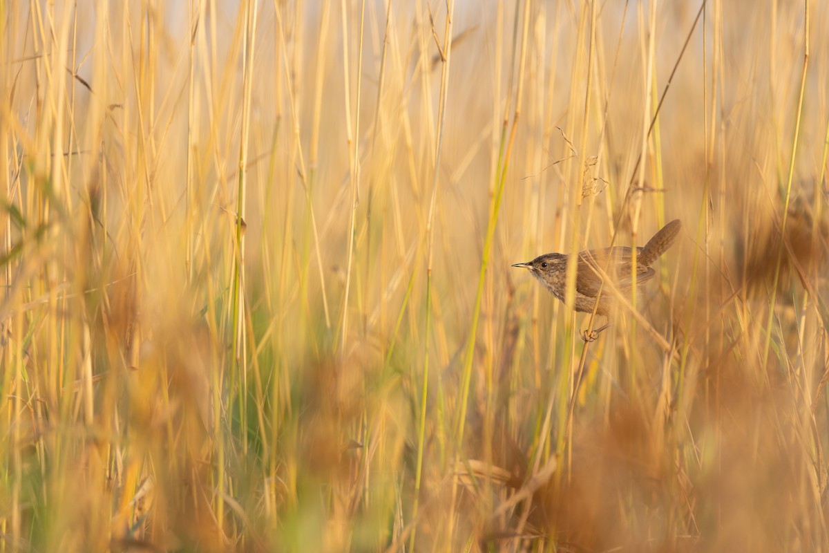 Marsh Wren - ML641290987