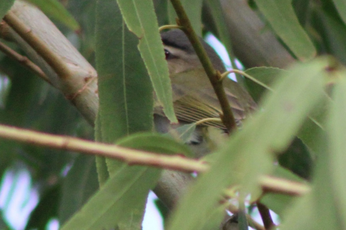 Vireo Ojirrojo - ML641290996