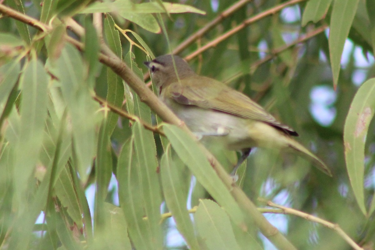 Vireo Ojirrojo - ML641290998