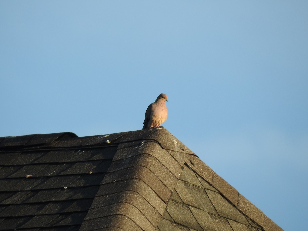 Mourning Dove - ML641291010