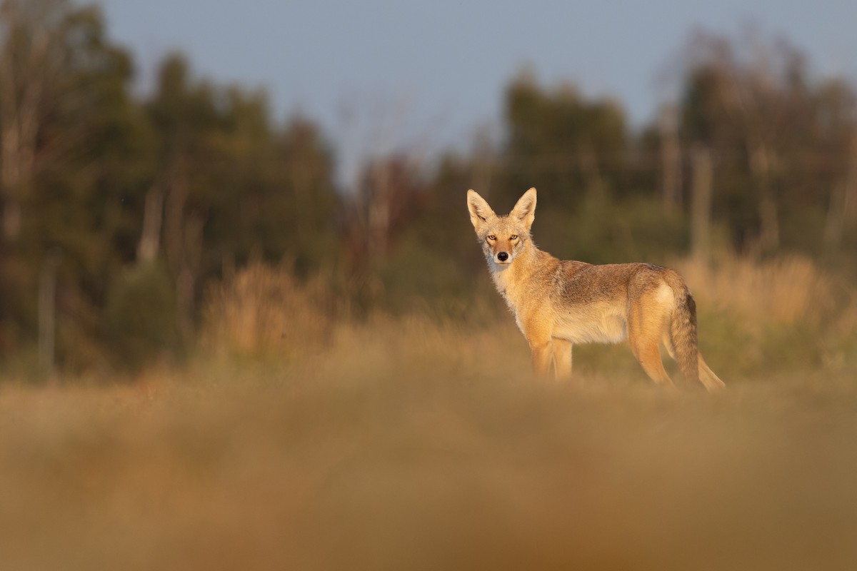 Coyote - ML641291013