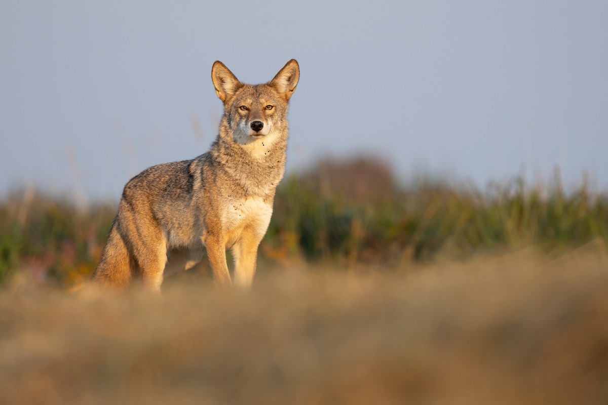 Coyote - ML641291014