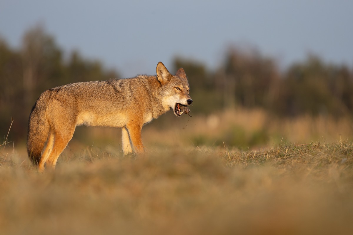 Coyote - ML641291015
