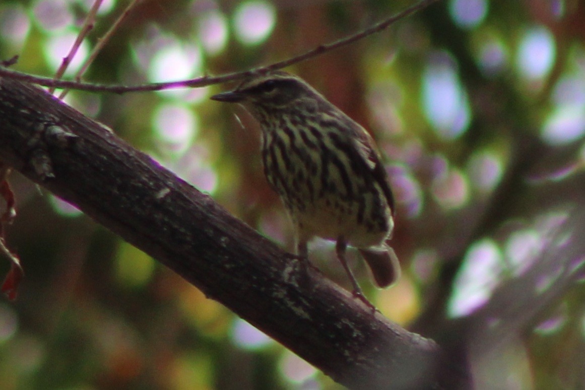 Northern Waterthrush - ML641291017