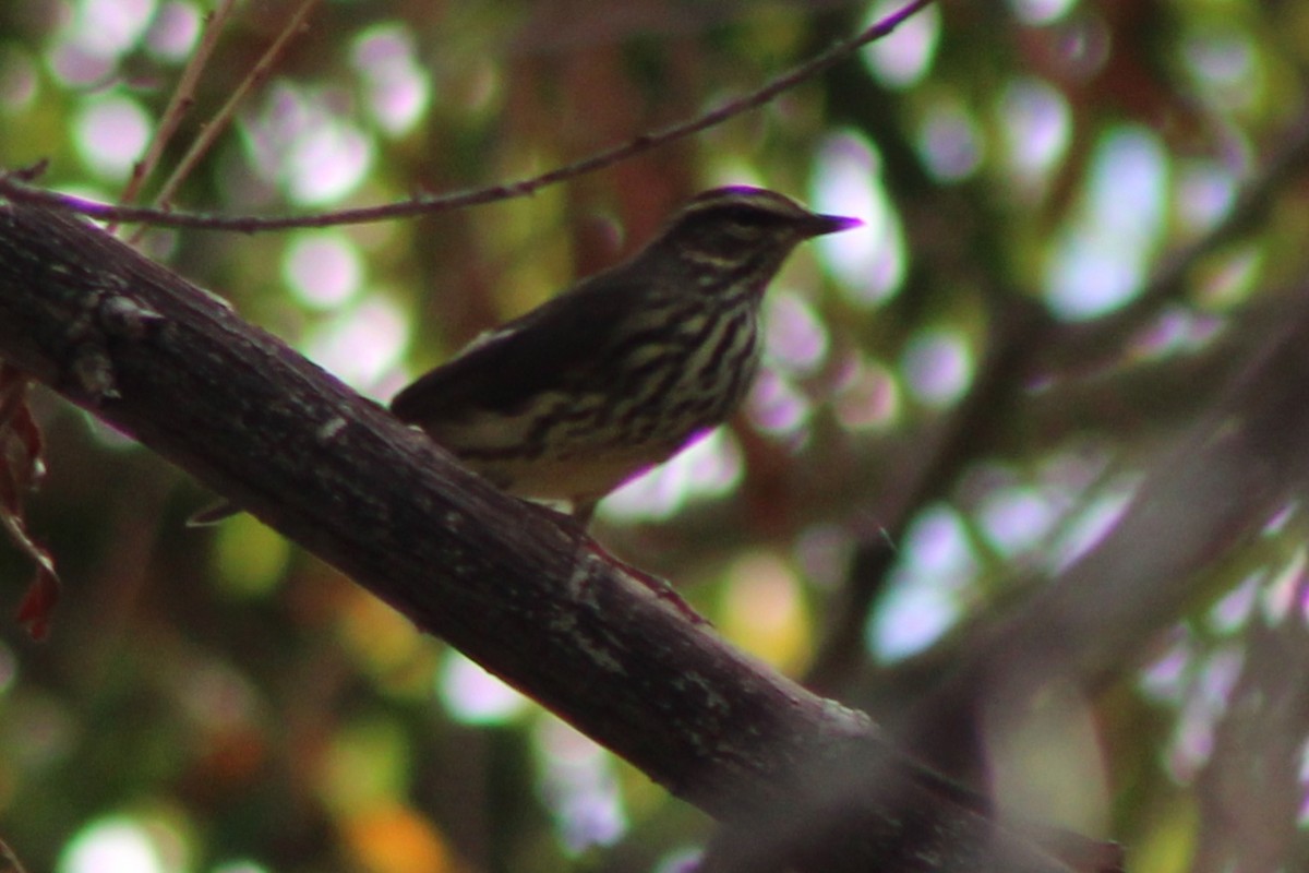 Northern Waterthrush - ML641291019