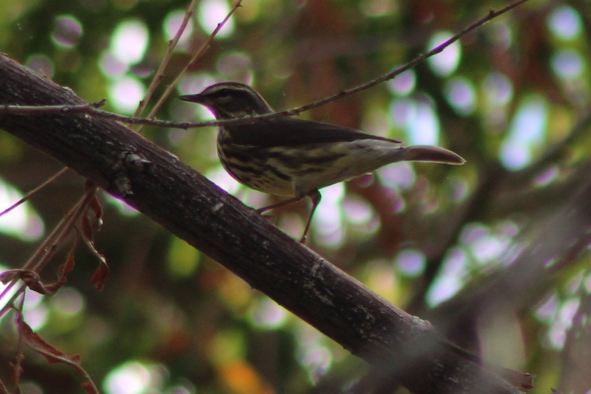 Northern Waterthrush - ML641291021