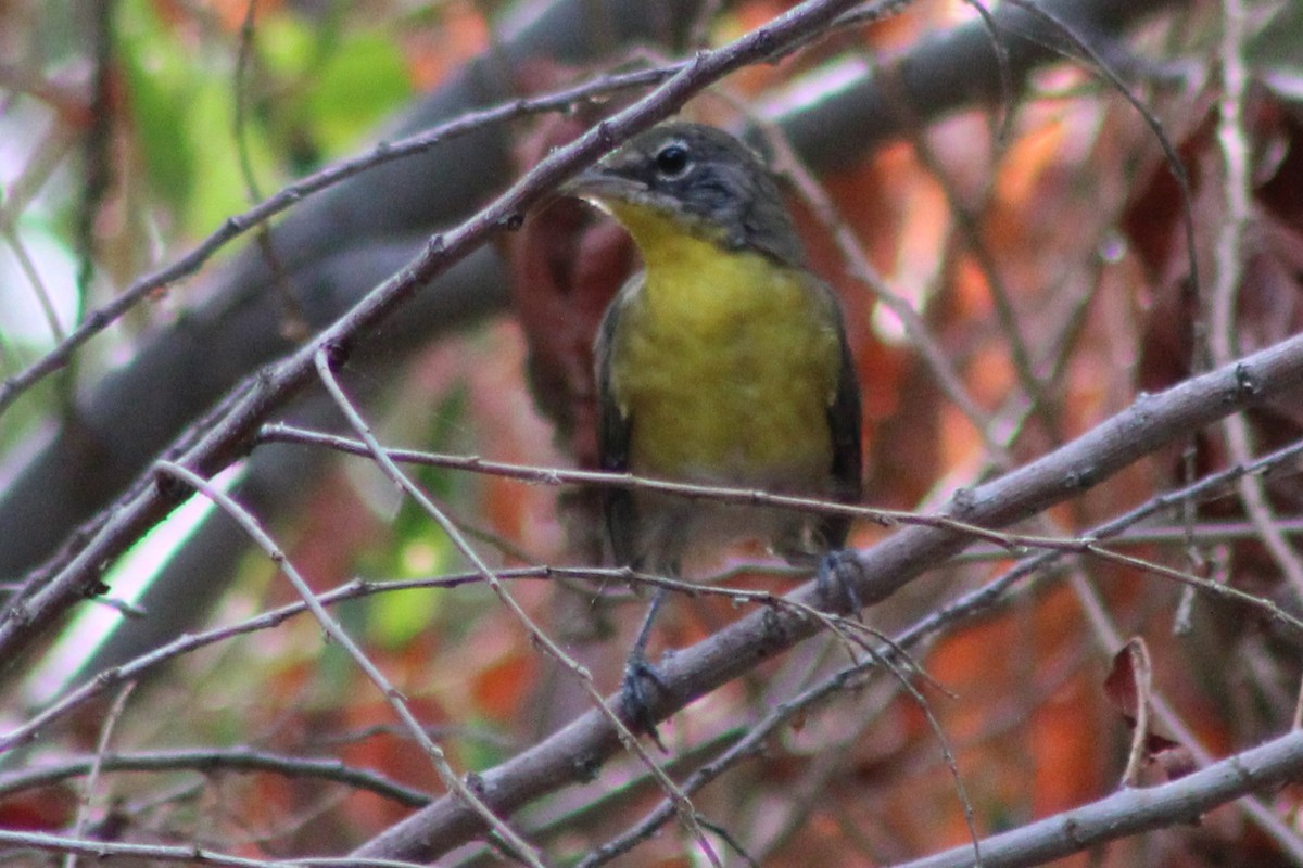 Yellow-breasted Chat - ML641291025