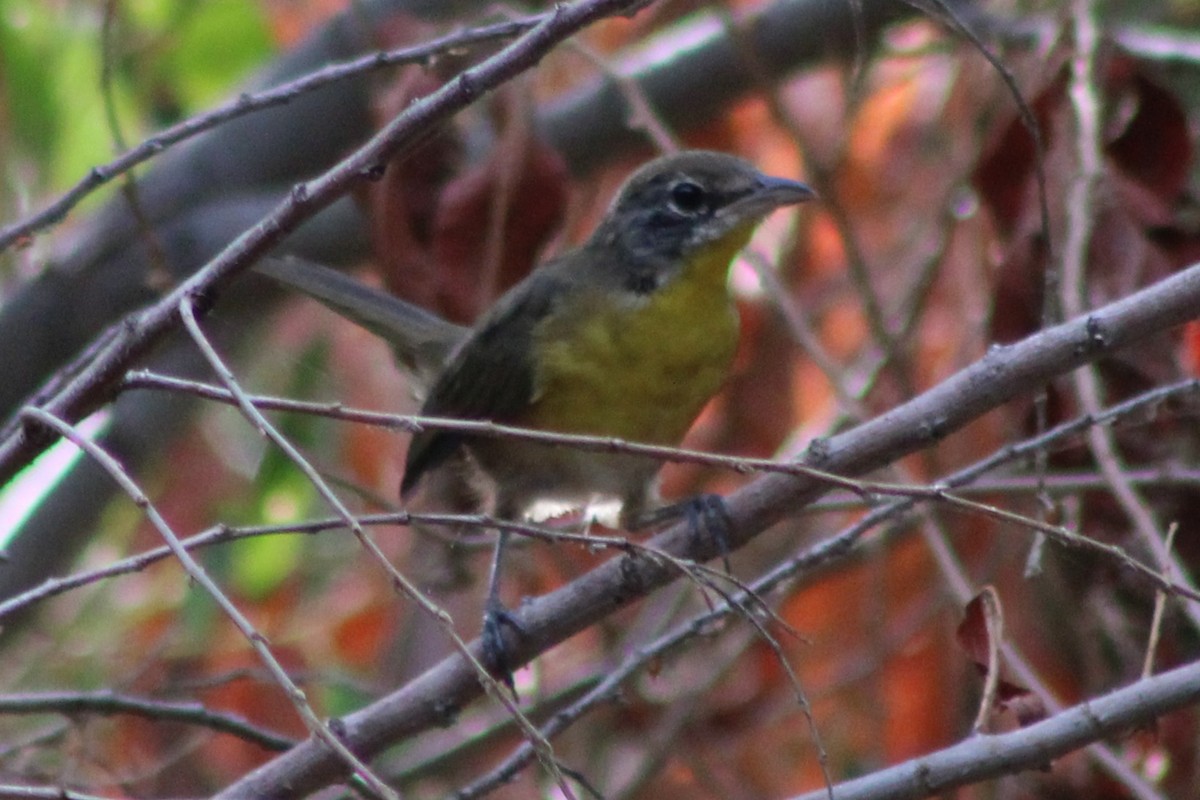 Yellow-breasted Chat - ML641291026