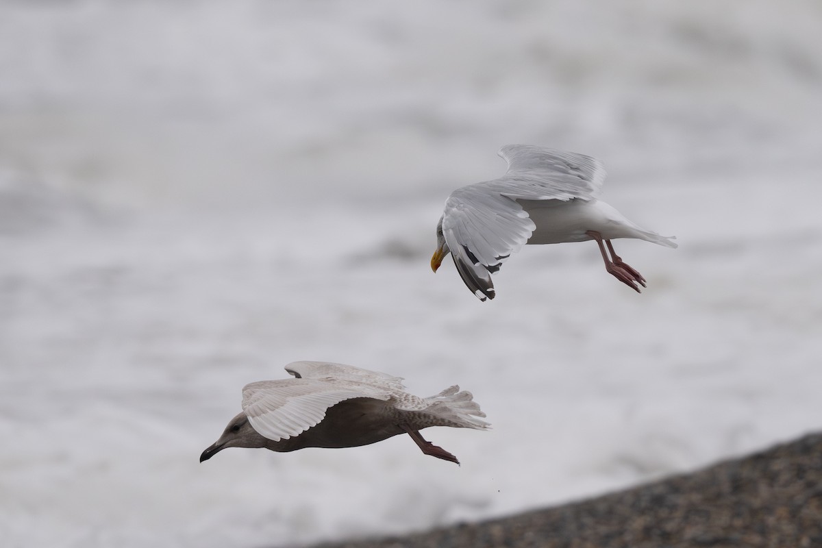 American Herring Gull - ML641291028