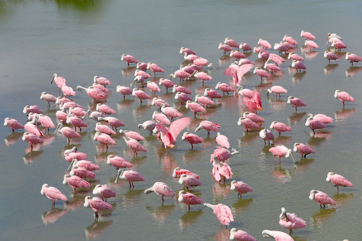 Roseate Spoonbill - ML641291033