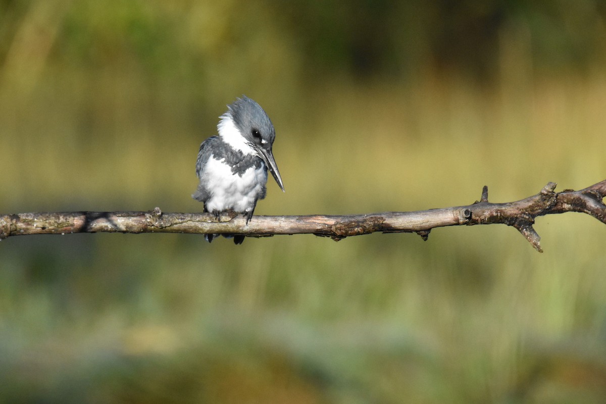 Belted Kingfisher - ML641291042