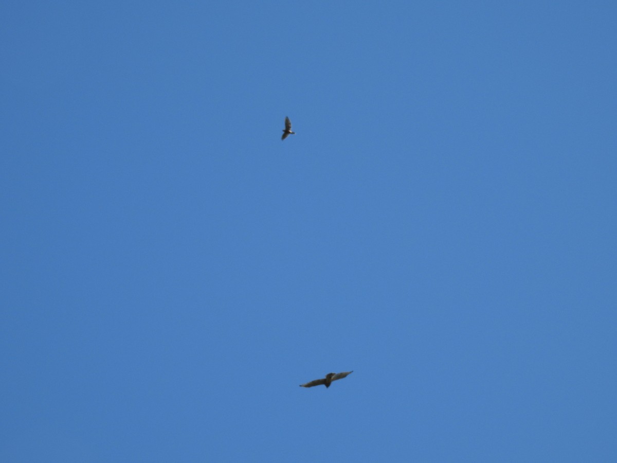 Red-shouldered Hawk - ML641291043