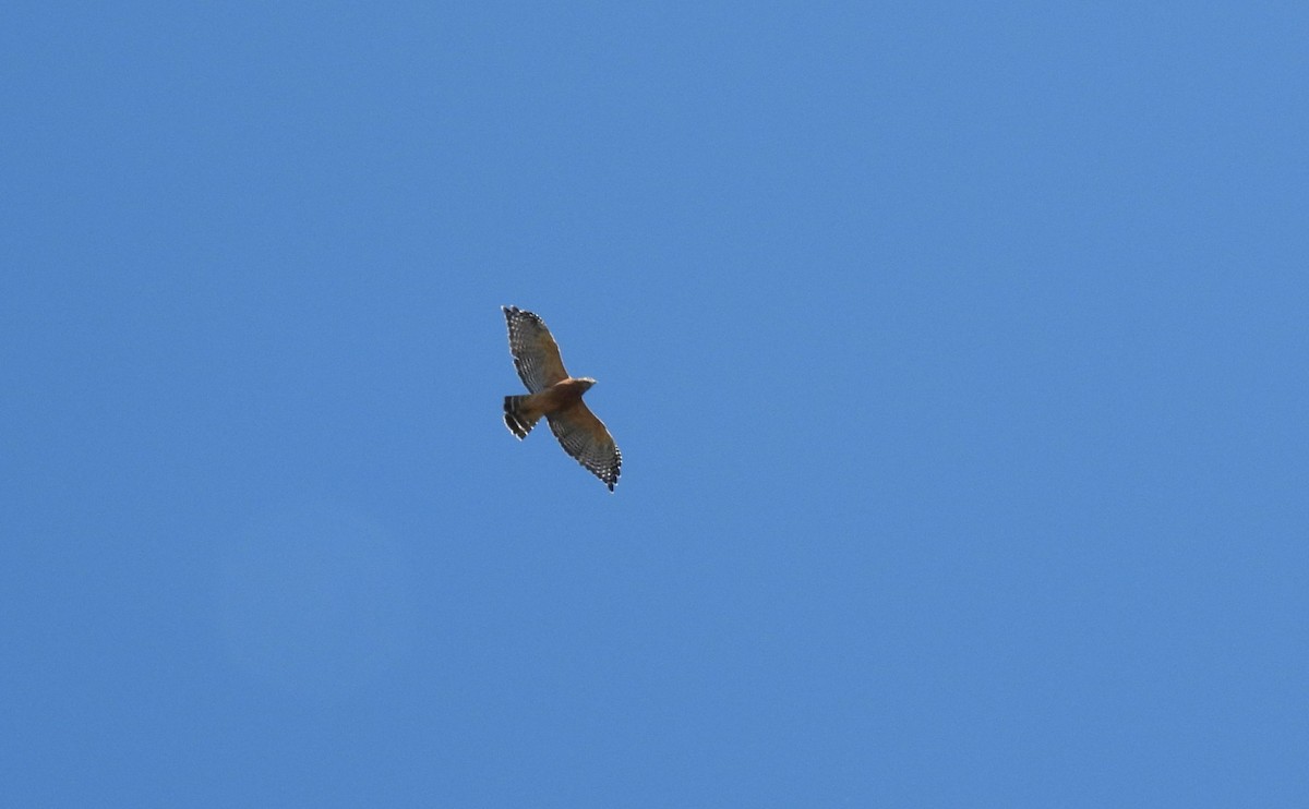 Red-shouldered Hawk - ML641291044