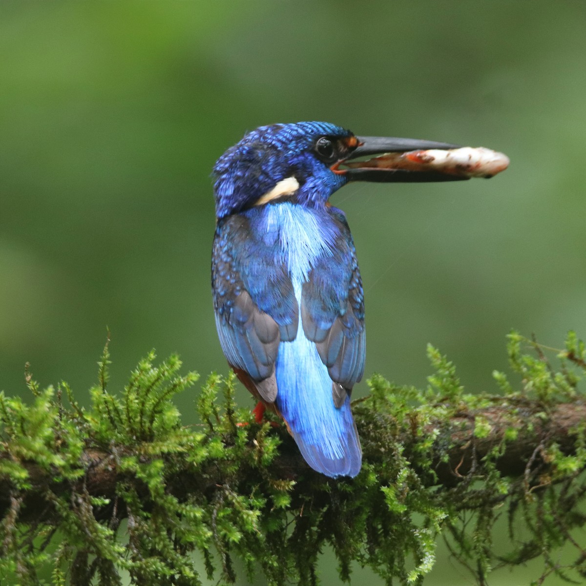 Blue-eared Kingfisher - ML641291052