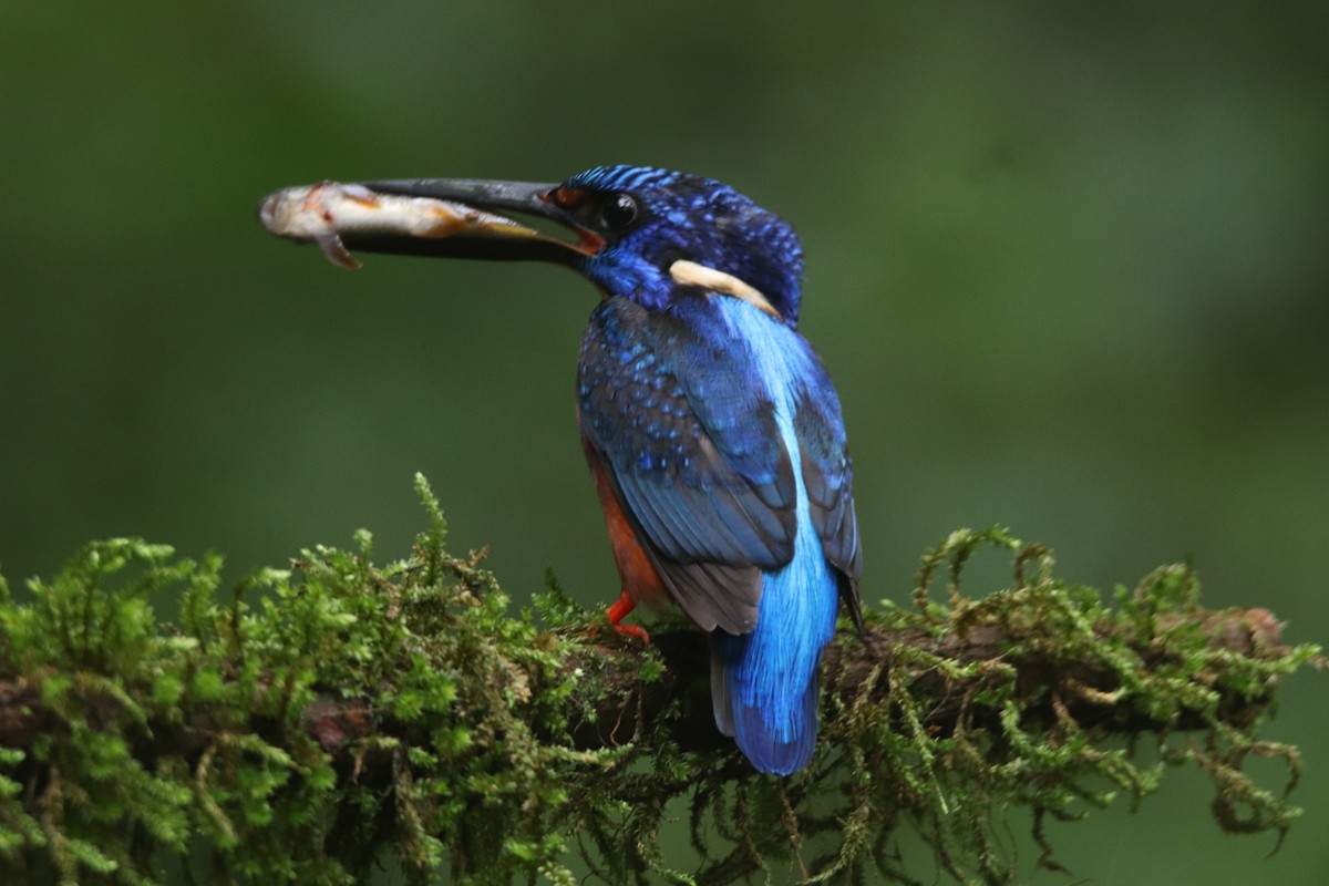 Blue-eared Kingfisher - ML641291053