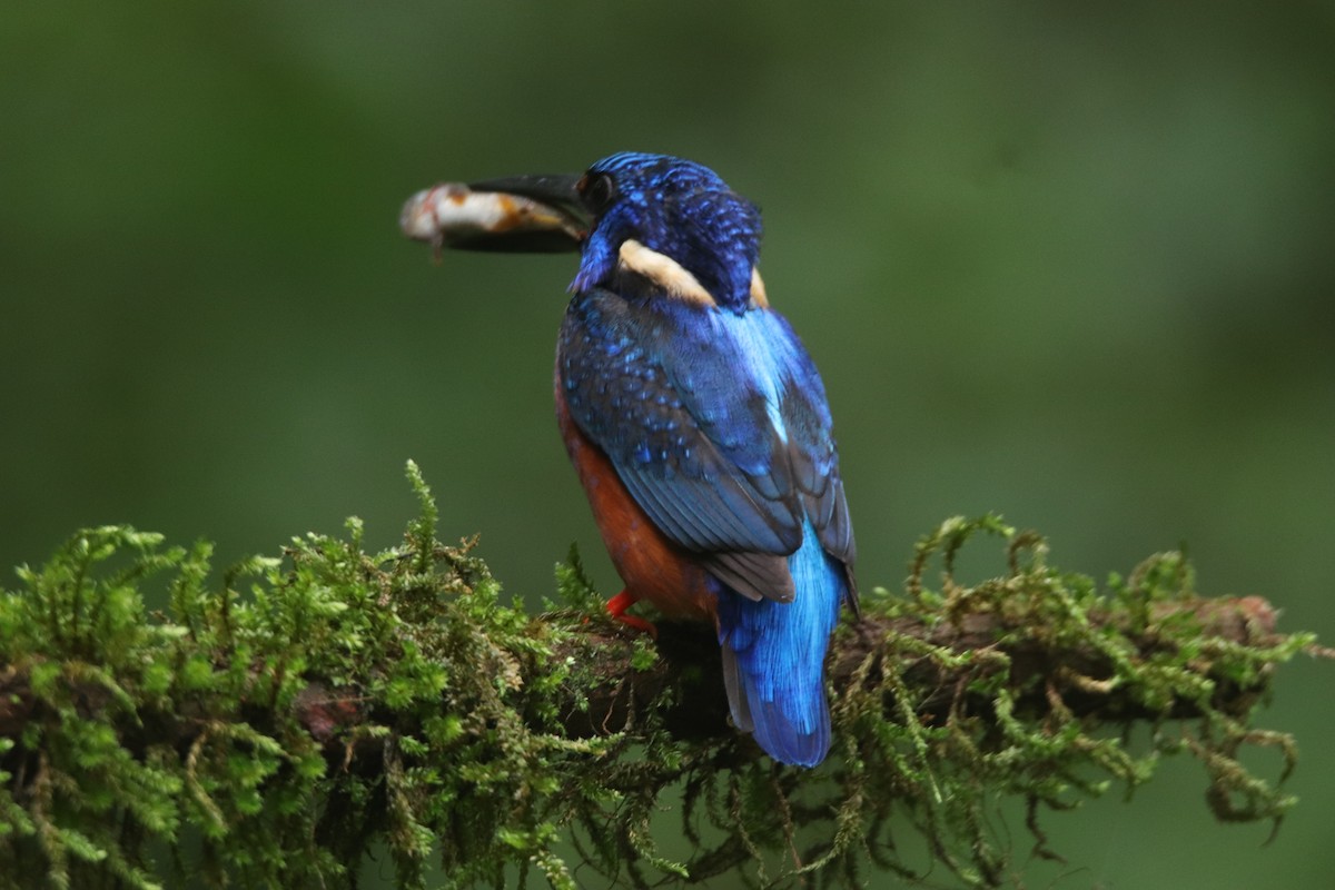 Blue-eared Kingfisher - ML641291054