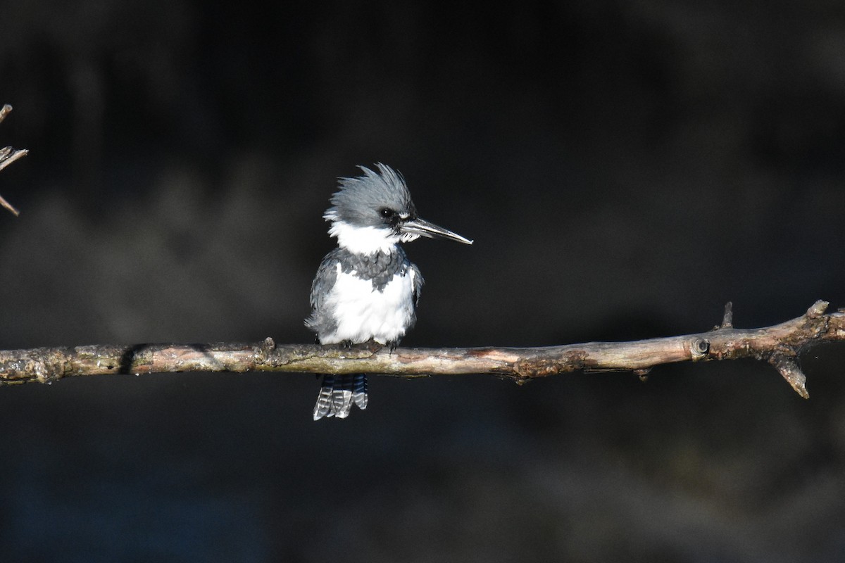 Belted Kingfisher - ML641291056