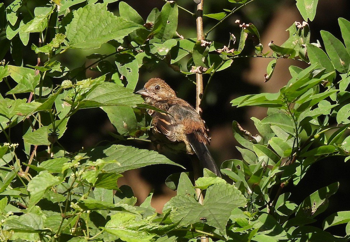 Eastern Towhee - ML641291065