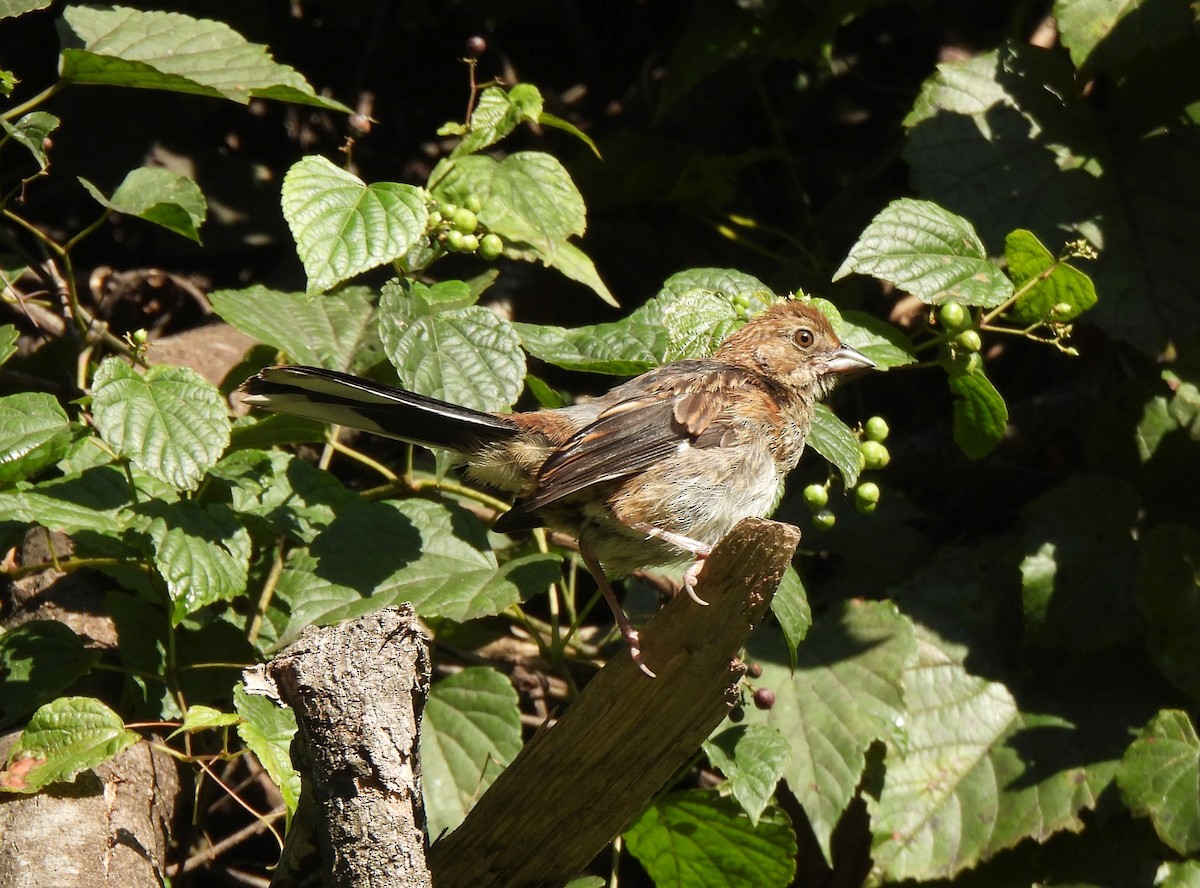 Eastern Towhee - ML641291066