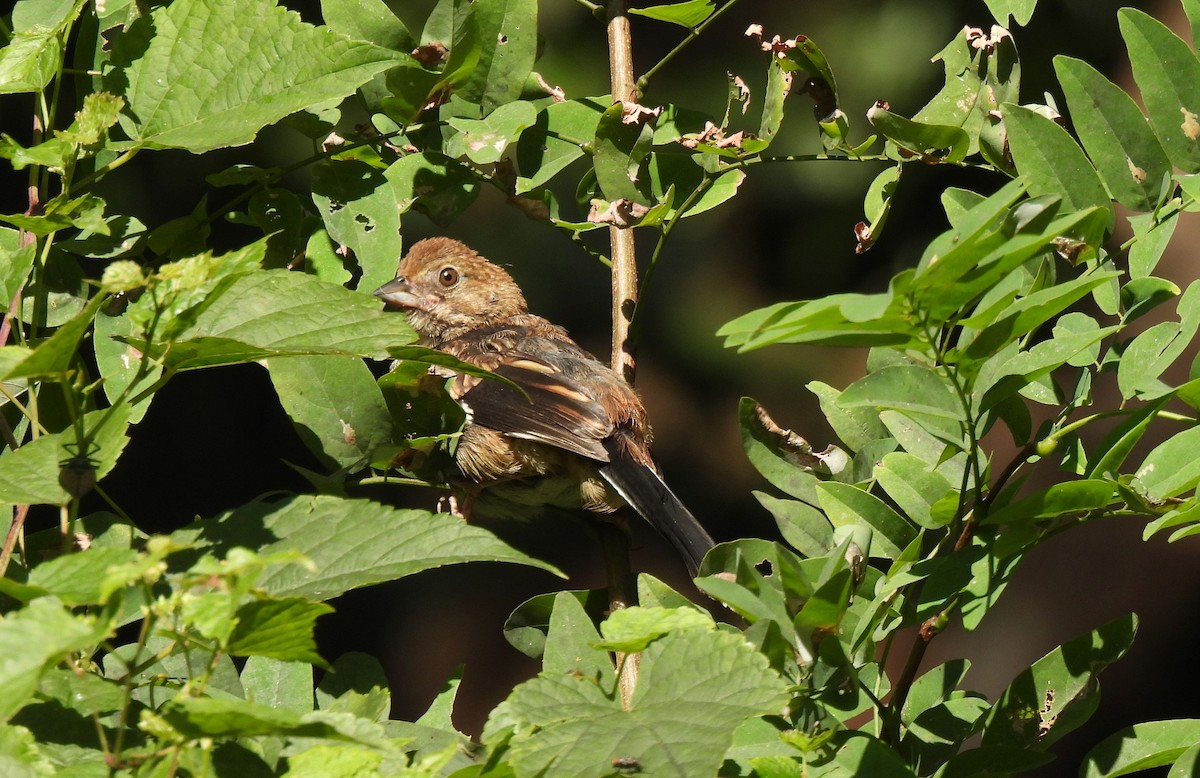 Eastern Towhee - ML641291067